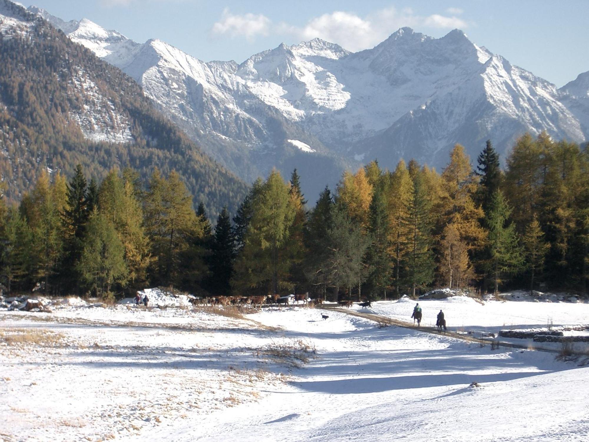 Le Vieux Rascard Chambres D'Hotes Champoluc Dış mekan fotoğraf